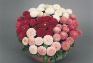 Bellis perennis Tasso Mix