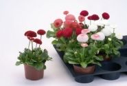 Bellis perennis Tasso Mix