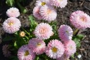 Bellis perennis Robella