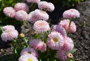 Bellis perennis Robella