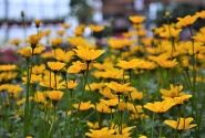 Bidens ferulifolia Efraim's Gold