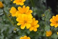 Bidens ferulifolia Efraim's Gold