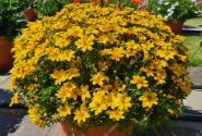 Bidens ferulifolia Interceptor