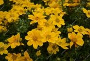 Bidens ferulifolia Port Royal
