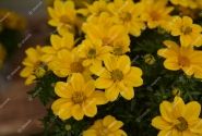 Bidens ferulifolia Port Royal