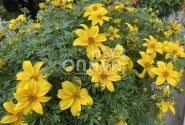 Bidens ferulifolia Yellow Pearl