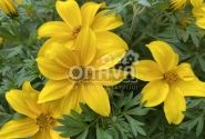 Bidens ferulifolia Yellow Pearl
