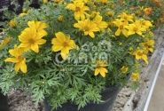 Bidens ferulifolia Yellow Pearl