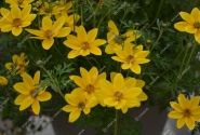 Bidens ferulifolia Goldita