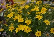 Bidens ferulifolia Goldita