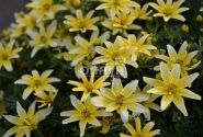 Bidens ferulifolia Taka Tuka M White & Yellow