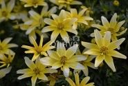 Bidens ferulifolia Taka Tuka M White & Yellow