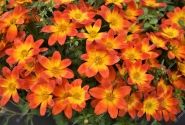 Bidens ferulifolia Taka Tuka M Red Glow