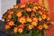 Bidens ferulifolia Taka Tuka M Red Glow