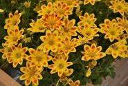 Bidens ferulifolia Taka Tuka M Yellow Red Star