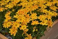 Bidens ferulifolia Taka Tuka M Yellow Red Star