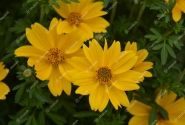 Bidens ferulifolia Sir Francis