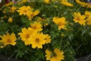 Bidens ferulifolia Sir Francis