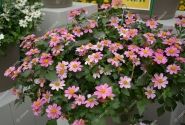 Bidens ferulifolia Pink Princess