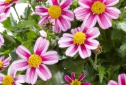 Bidens ferulifolia Pink Princess