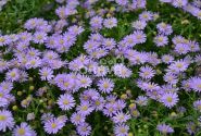 Brachyscome multifida Delight Dark Mauve