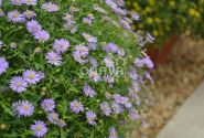 Brachyscome multifida Delight Dark Mauve