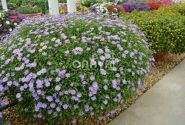Brachyscome multifida Delight Dark Mauve