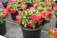 Calibrachoa hybrida Calipetite Red