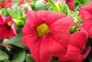 Calibrachoa hybrida Calipetite Red