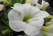 Calibrachoa hybrida Calipetite White