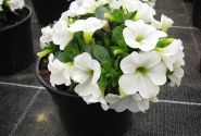Calibrachoa hybrida Calipetite White