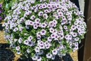 Calibrachoa hybrida Calita Compact Blue Ice