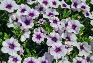 Calibrachoa hybrida Calita Compact Blue Ice