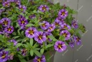 Calibrachoa hybrida Calita Compact Blue Star