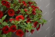 Calibrachoa hybrida Calita Compact Red