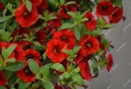 Calibrachoa hybrida Calita Compact Red