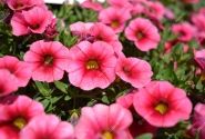 Calibrachoa hybrida Calita Compact Strawberry Eye