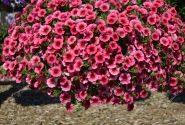 Calibrachoa hybrida Calita Compact Strawberry Eye