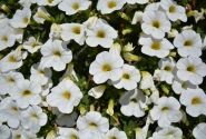 Calibrachoa hybrida Calita Compact White