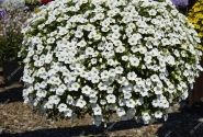 Calibrachoa hybrida Calita Compact White