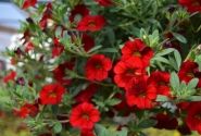 Calibrachoa hybrida Calita Deep Red