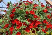 Calibrachoa hybrida Calita Deep Red