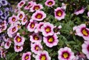 Calibrachoa hybrida Calita Pink Morn (XXL)