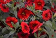 Calibrachoa hybrida Calita Red