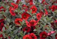 Calibrachoa hybrida Calita Red