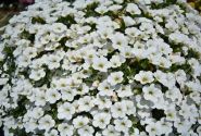 Calibrachoa hybrida Calita White