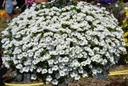Calibrachoa hybrida Calita White (XXL)
