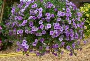 Calibrachoa hybrida Calita Double Blue