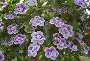 Calibrachoa hybrida Calita Double Blue Bicolor