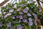 Calibrachoa hybrida Calita Double Blue Bicolor